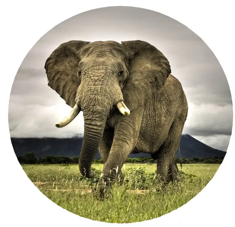 

Elephant 15" 16" 17" Made With Your Size Soft Spare Wheel Tire Cover