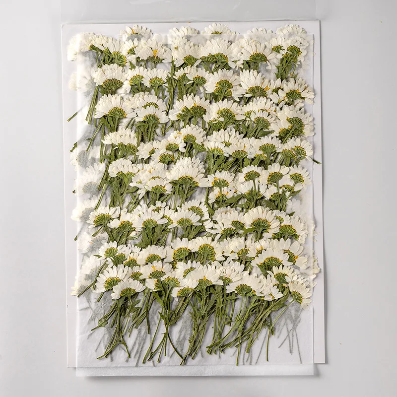 

120pcs Side Pressed Dried Daisy Flower With Stem For Epoxy Handicraft Jewelry Making Bookmark Phone Case Face Makeup Frame Lamp
