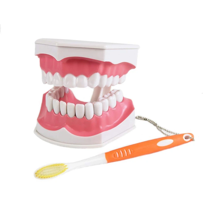 

Large Teeth Model With Removable Lower Teeth Patient And Student Model, Tooth Model Toothbrush