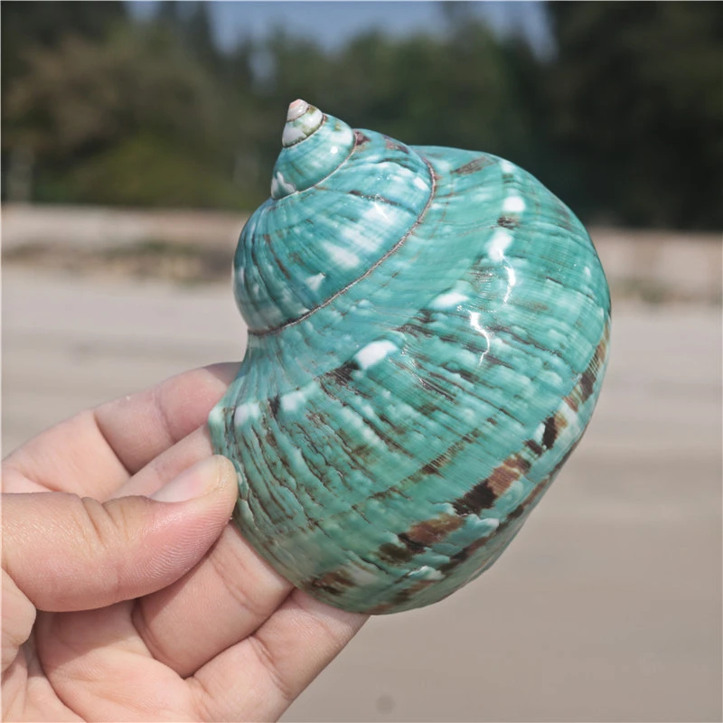 Раковина-винтовка из натуральной жемчужины "Четыре больших известных винтоулова морская коралловая коллекция Средиземноморья аквариумных украшений морской улитки".