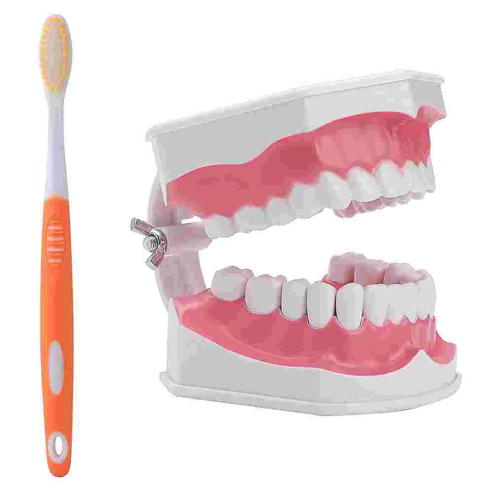 

1 Set Tooth Model Model Ornament Kids Educational Teeth Model for School