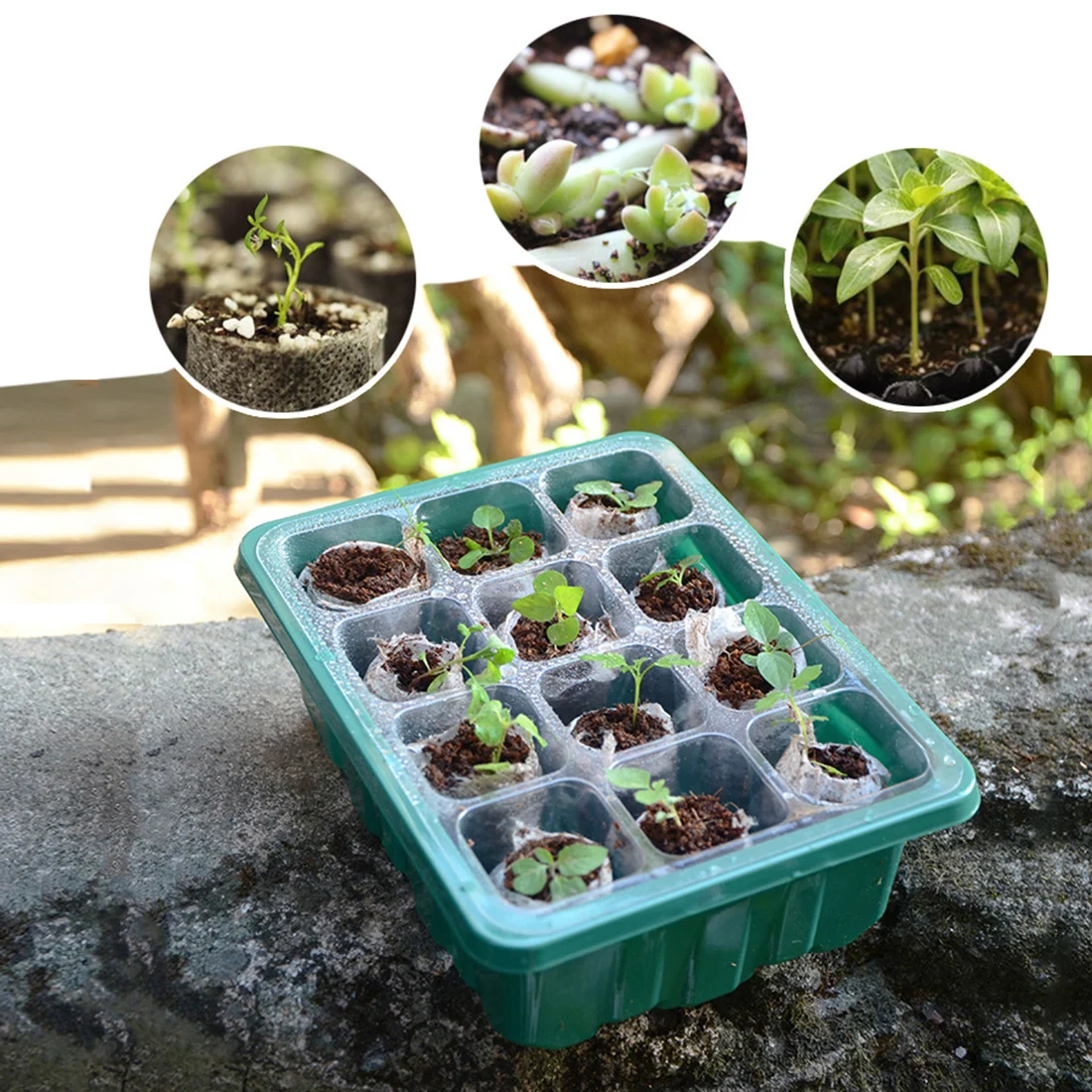 

12 Cells Seed Starter Kit Plant Seeds Grow Box cSeedling Trays Germination Box with Dome and Base for Seeds Growing Starting