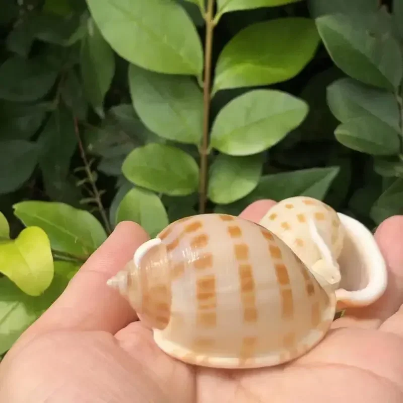 2 шт. сменные ракушки для аквариума