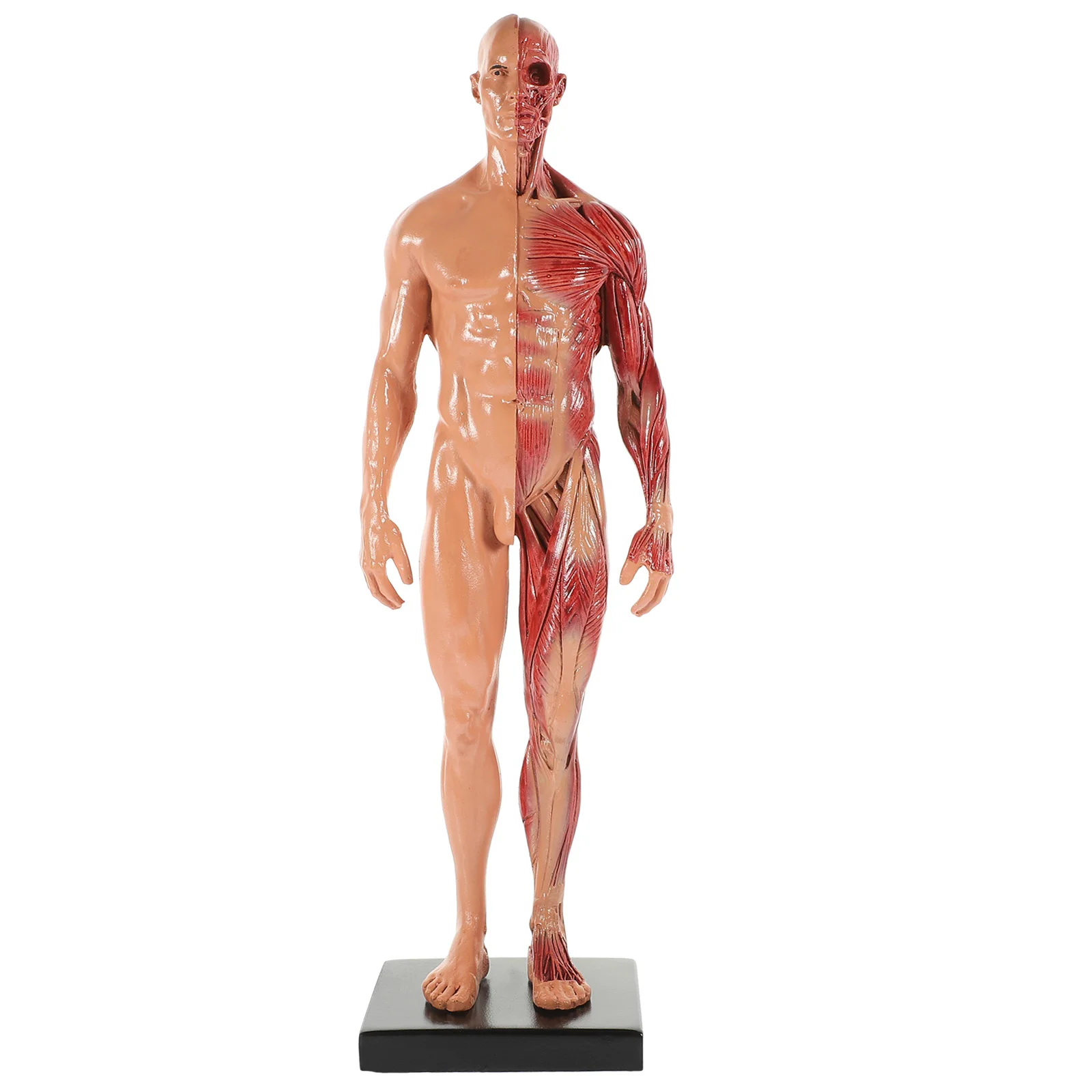 

Манекен для обучения человеческих мышц, модель манакина для анатомии тела, инструмент для обучения, полимерные анатомические мини-инструменты, манекен