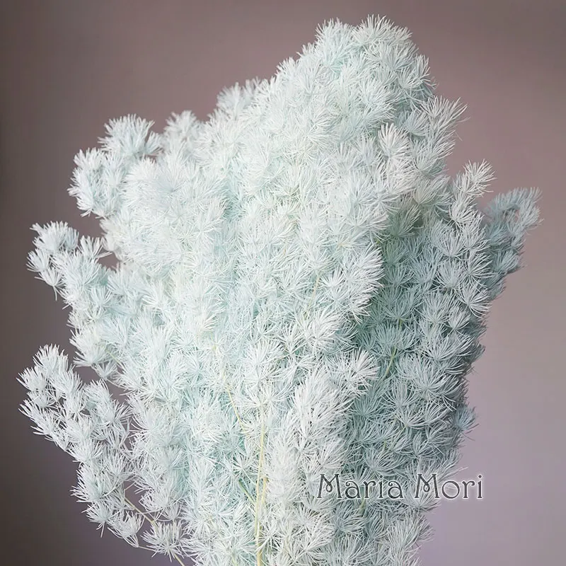 

Цветы из спаржи Myriocladus Penglai Song