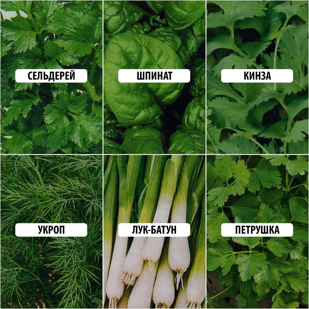 Семена овощей зелени: петрушка листовая укроп кориандр овощной кинза лук батун