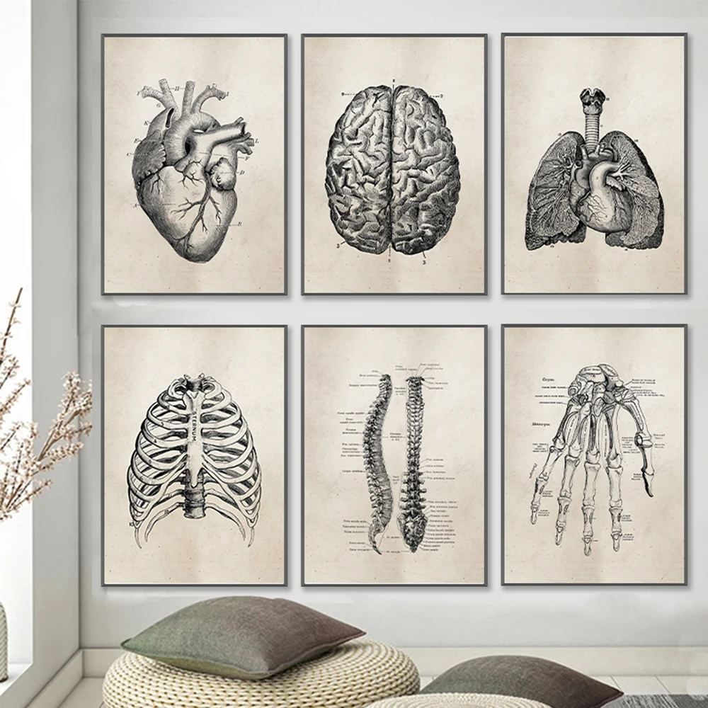 

Vintage Human Skeletal Organs Medical Poster Modern Anatomy Wall Art Prints Pictures Muscle Skeleton Canvas Painting Room Decor