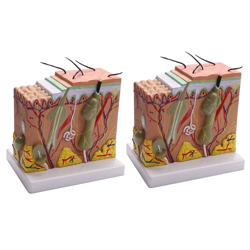 

2X, 50X Skin and Hair Structure Enlarge Anatomical Model Anatomy for Science Classroom Study Display Teaching Model