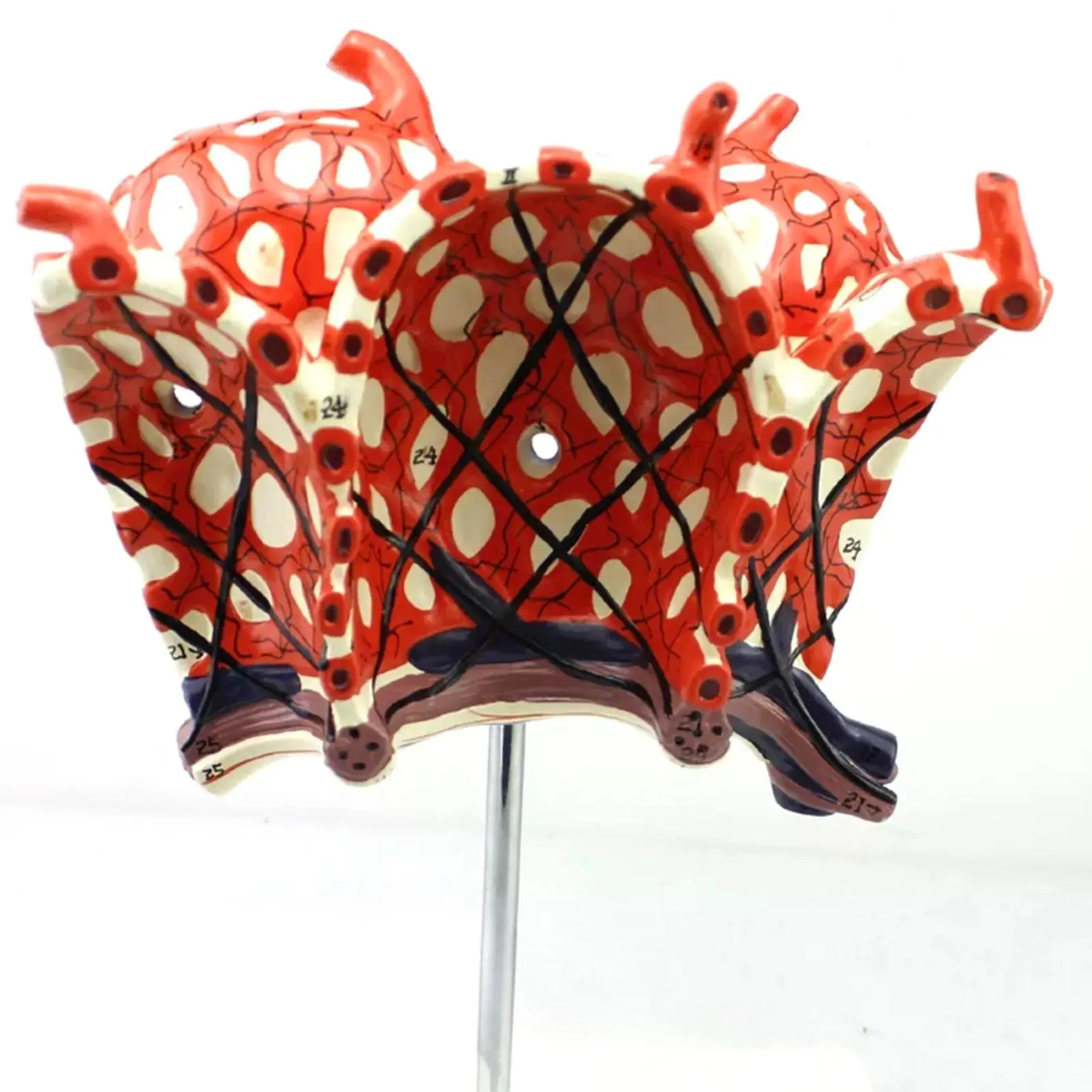 

Человеческий альвеолярный увеличитель, пакет, капилляры, модель медицинской школы