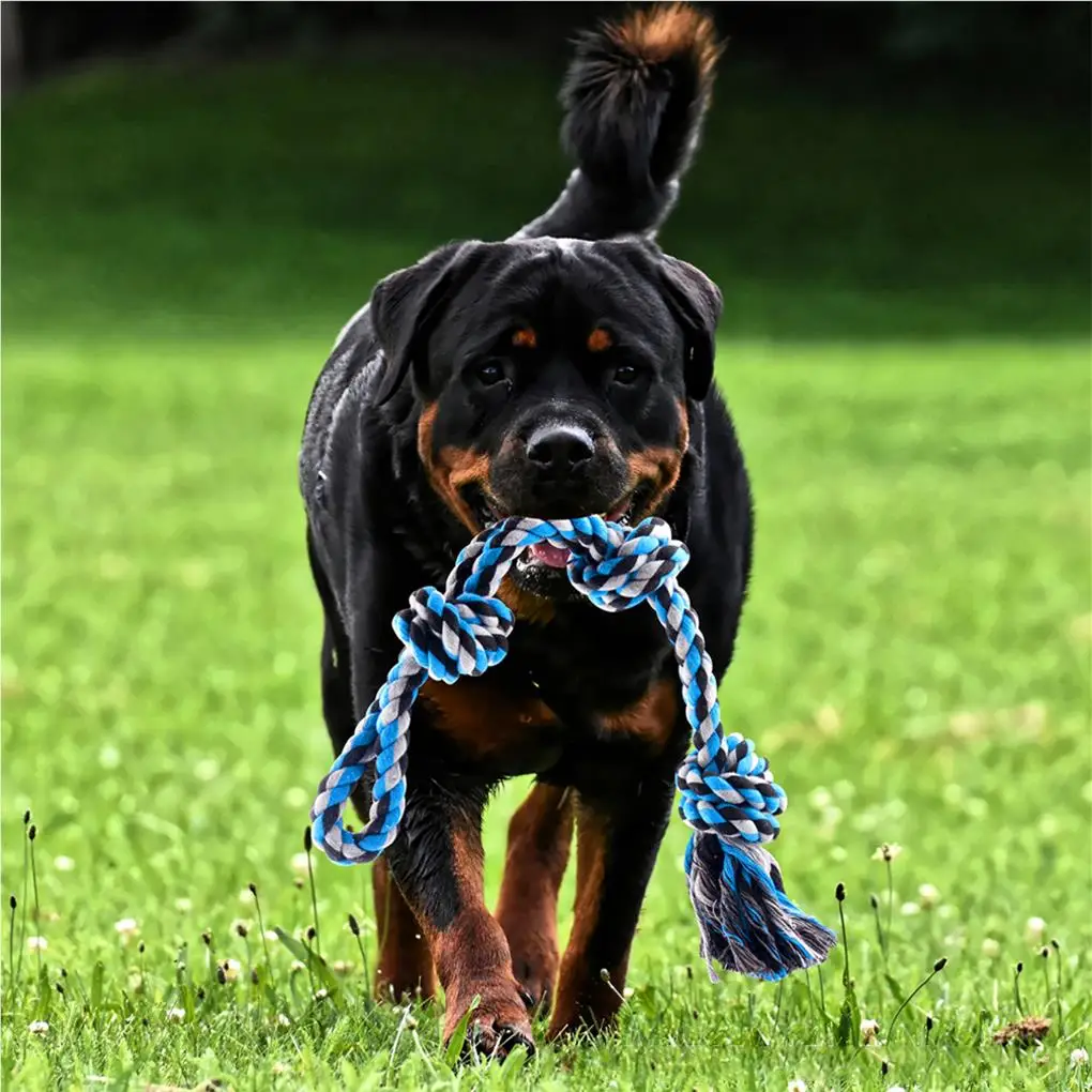 

Dog Rope with Spring Pole Pet Accessory Hanging Supplies Puppies Toys
