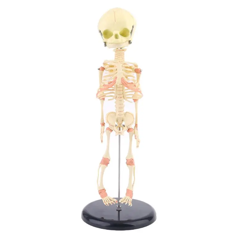 

New Single for Head Baby Skull Human Research Model Skeleton Anatomical Brain Anatomy Teaching Display