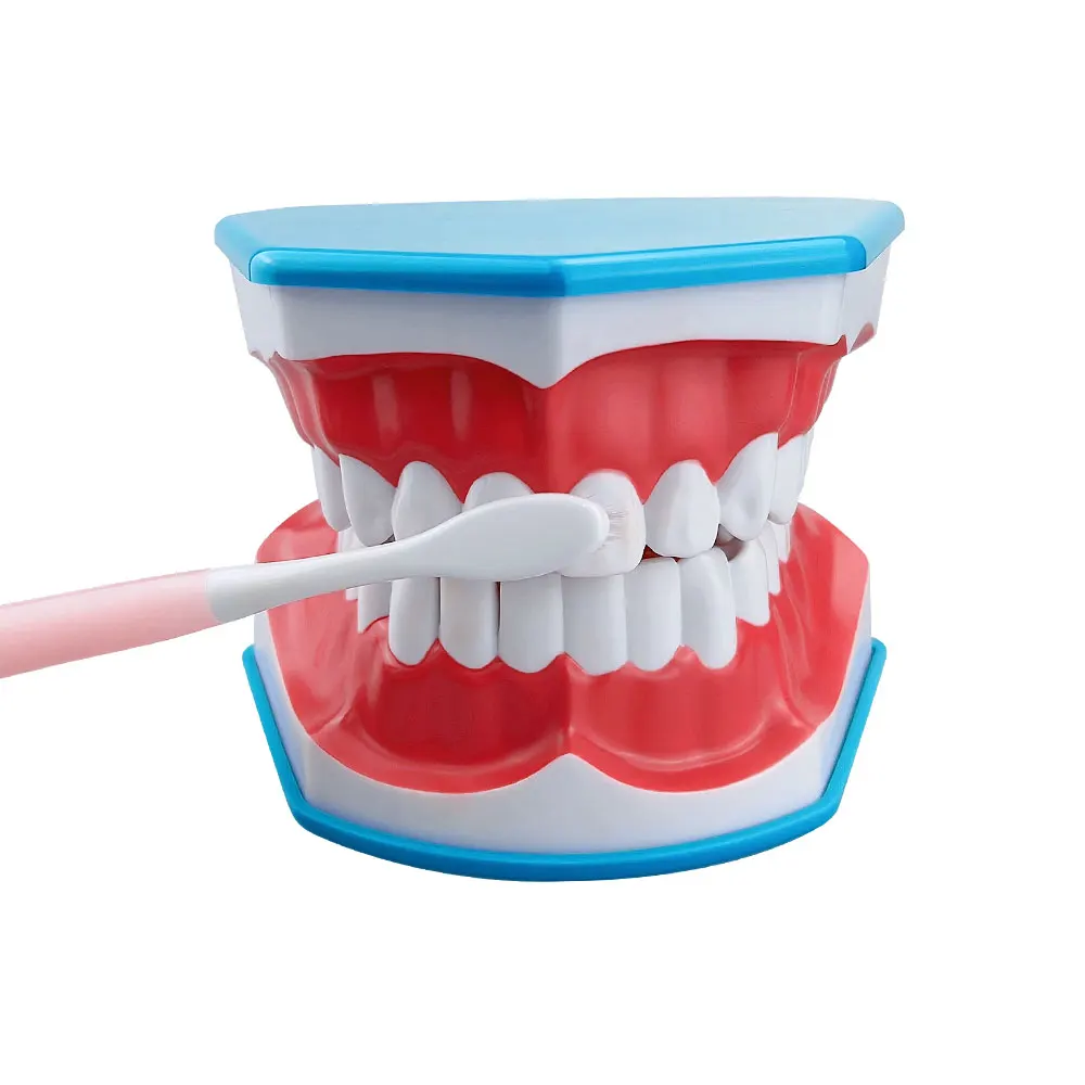 Стоматологическая модель стандартная обучающая для чистки зубов образование