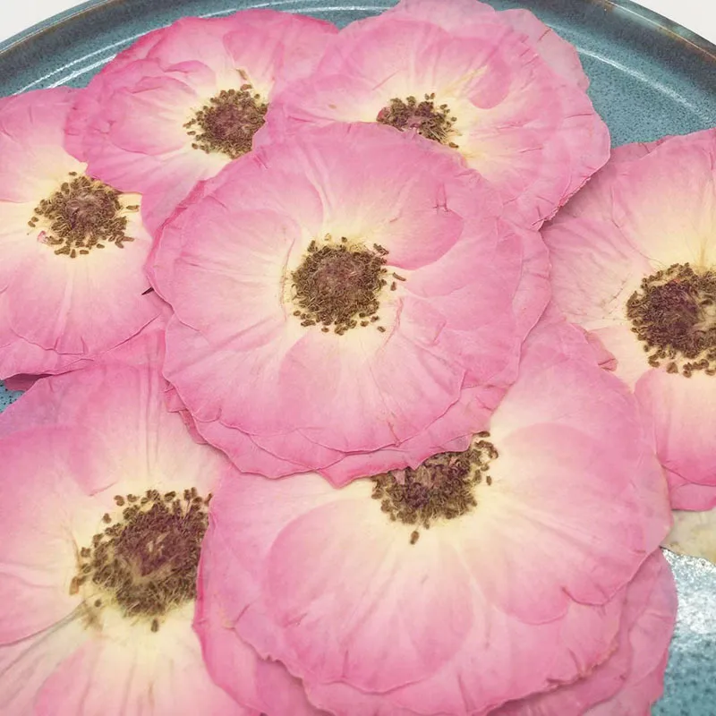 

60pcs 6-8cm Pressed Dried Pink Rose Flower Herbarium Handicraft Epoxy Jewelry Card Bookmark Frame Phone Case Face Makeup Lamp