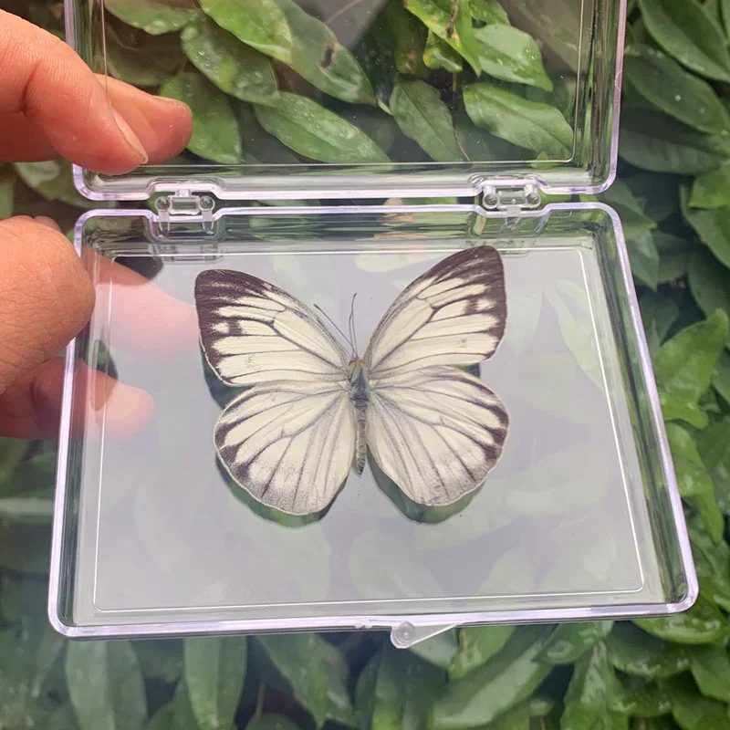 Набор настоящих бабочек для украшения антон валерьевич леонтьев сад мертвых бабочек