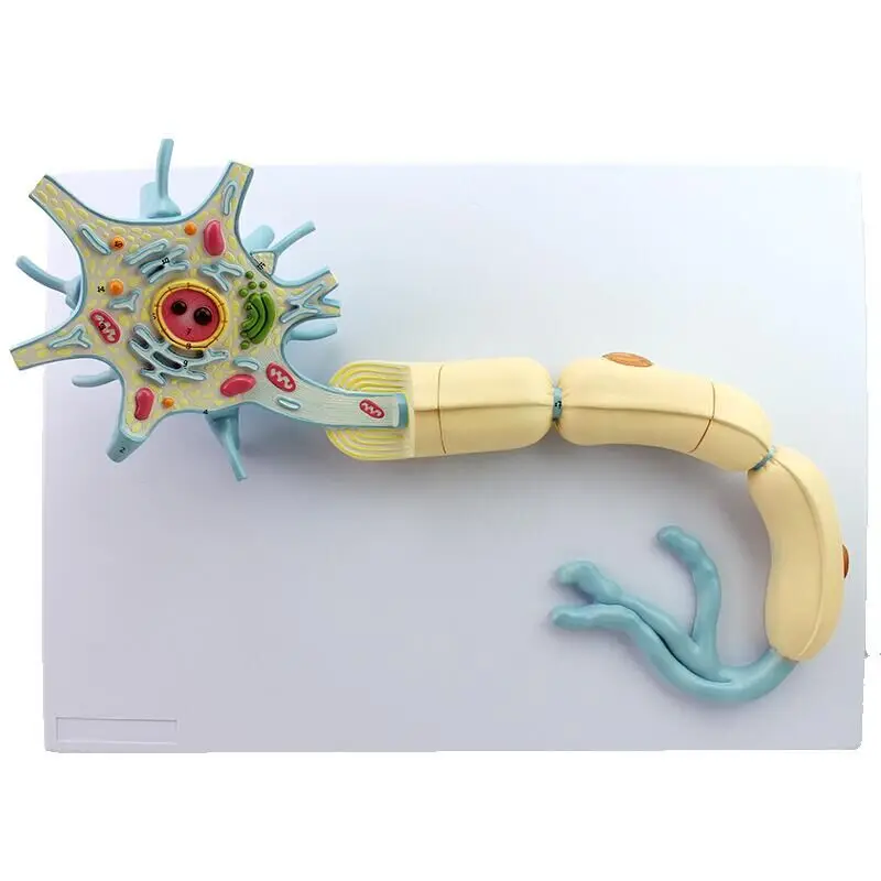 Модель нейрона