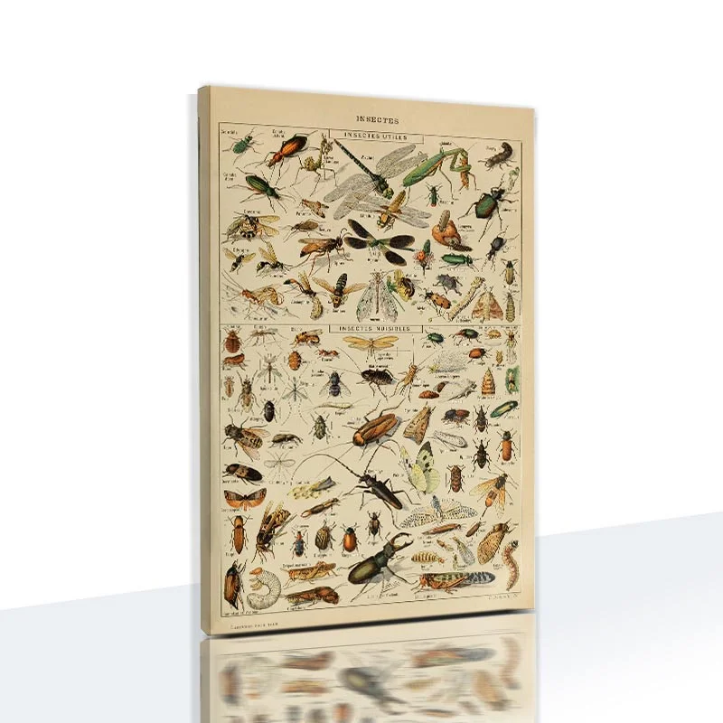 

Animals and Plants Education Posters Butterfly Posters and Prints Fruits Canvas Paintings Vegetables Pictures Metal Wall Signs