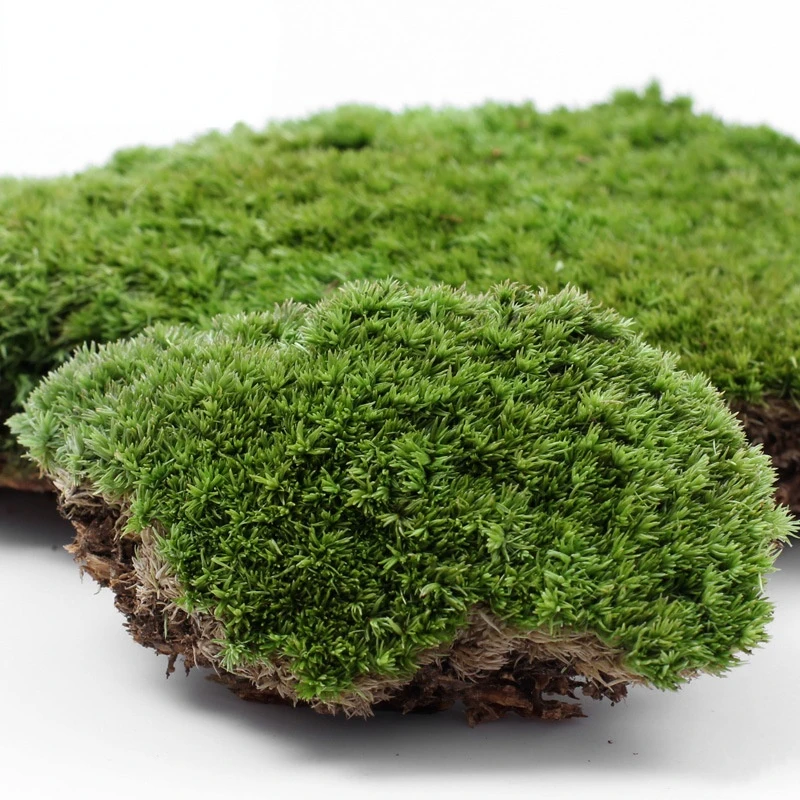 

Micro landscape plant moss ecological bottle children observation learning simulation natural environment accessories material