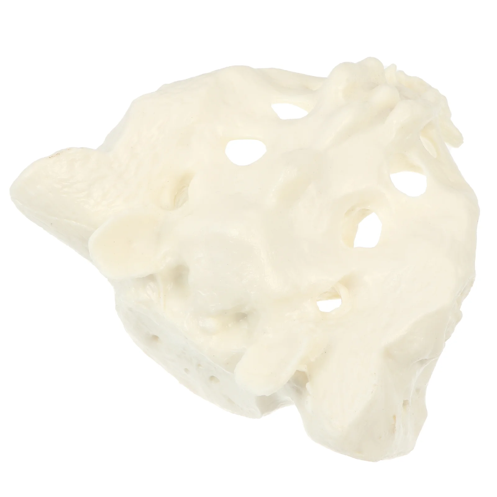 

Mannequin Healthy Sacrum Artificial Model Bone Sports Medical Anatomy White Pvc Training Human