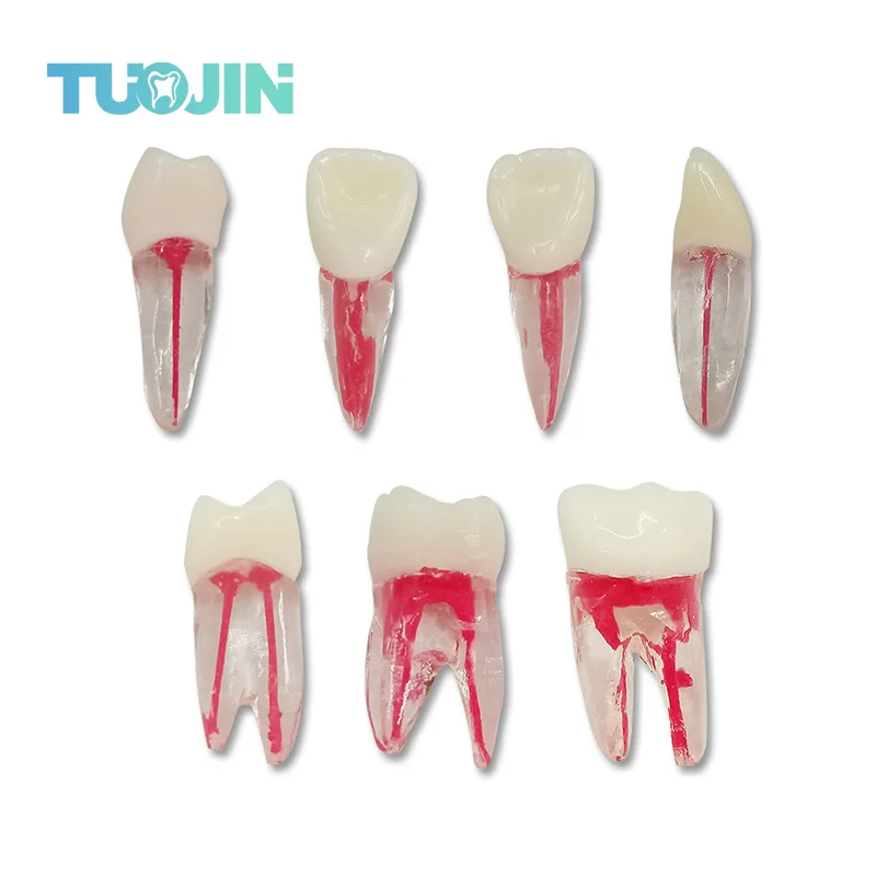 

2 шт., зубной Эндодонтический корневой канал