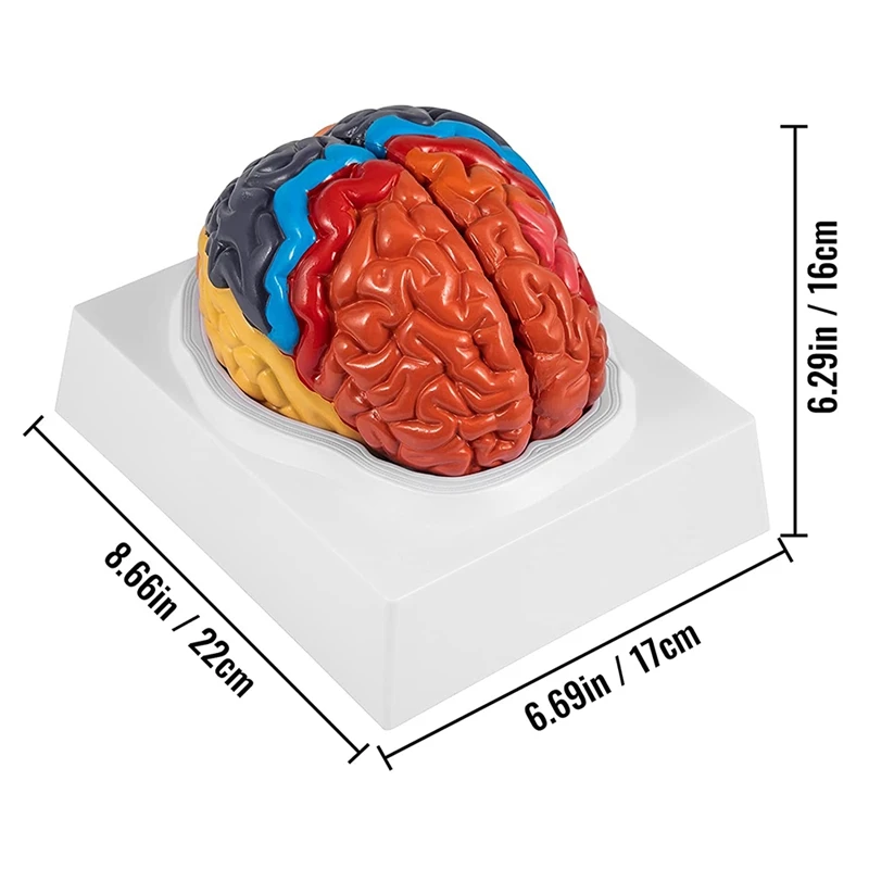 Brain цены. Модель мозга. Макет мозга. Моделирование мозга. Анатомия поделки мозг.
