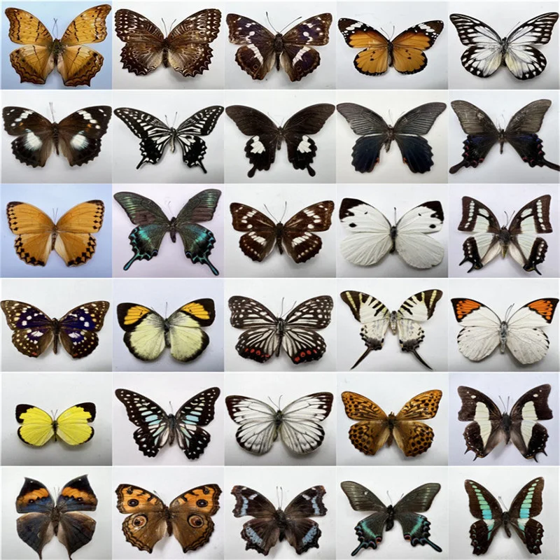 

30 настоящих образцов бабочек фигурки насекомых производство очаровательные аксессуары для украшения дома для гостиной коллекция искусств...
