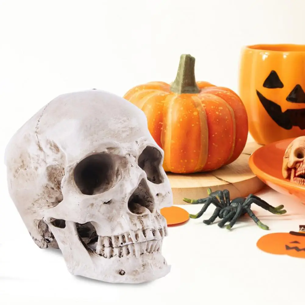

Skull Model Realistic Removable Jawbone Educational Human Skull Model Study Halloween Props Full-scale 1:1 Skull Model