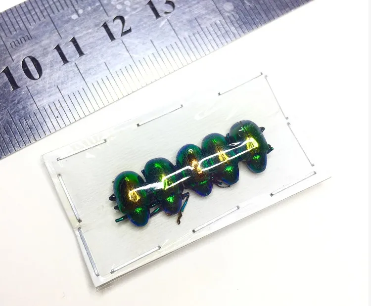 Спартанский вертикальный Карманный образец Chrysochus Auratus домашний декор 5 шт. в