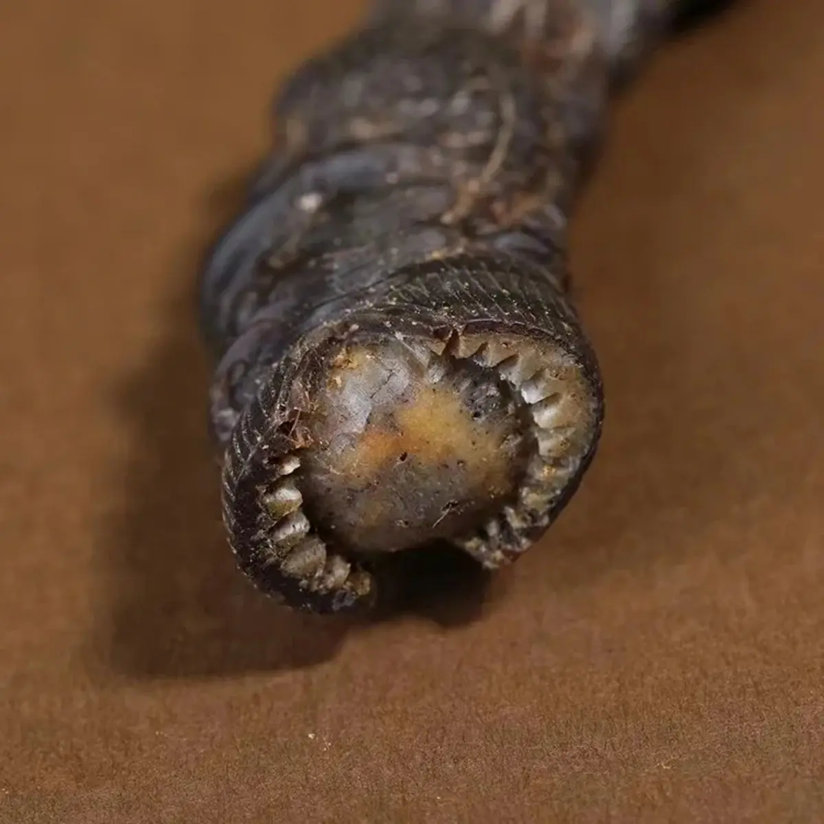 Natural Tibetan Hoh Xil Sheep Horn Whole Ornaments Collection A Pair Of Reflux Old Materials Full Corner High-Grade Gifts