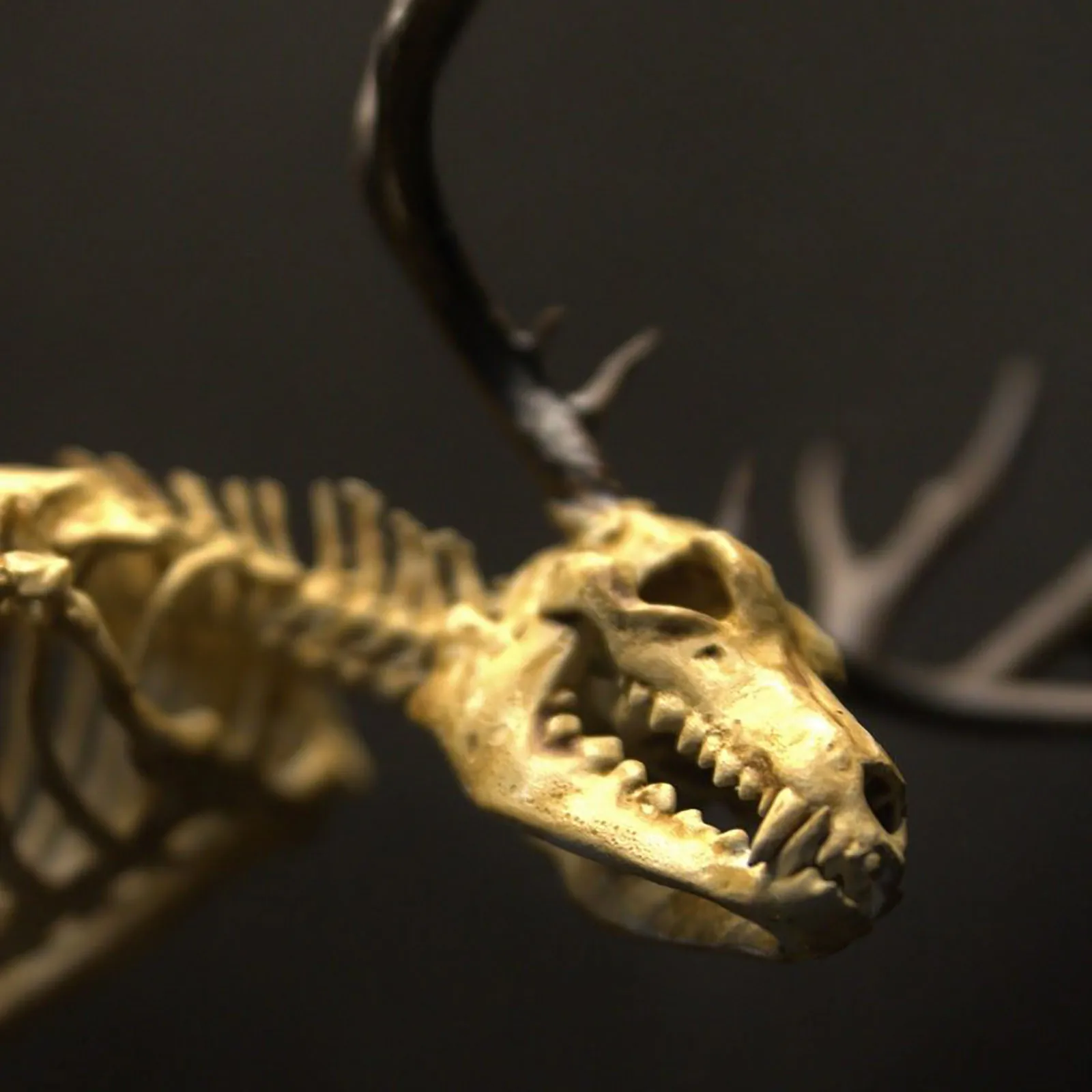 Таинственный Скелет из вэньдиго шкаф для любопытства модель ископаемого черепа