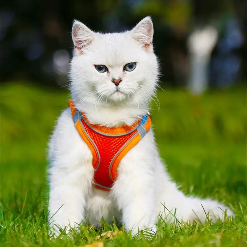

Cat Harness Leash Set Escape Proof Kitten Harness For Cat Small Dog Breathable Puppy Pet Walking Lead Leash Cat Accessories