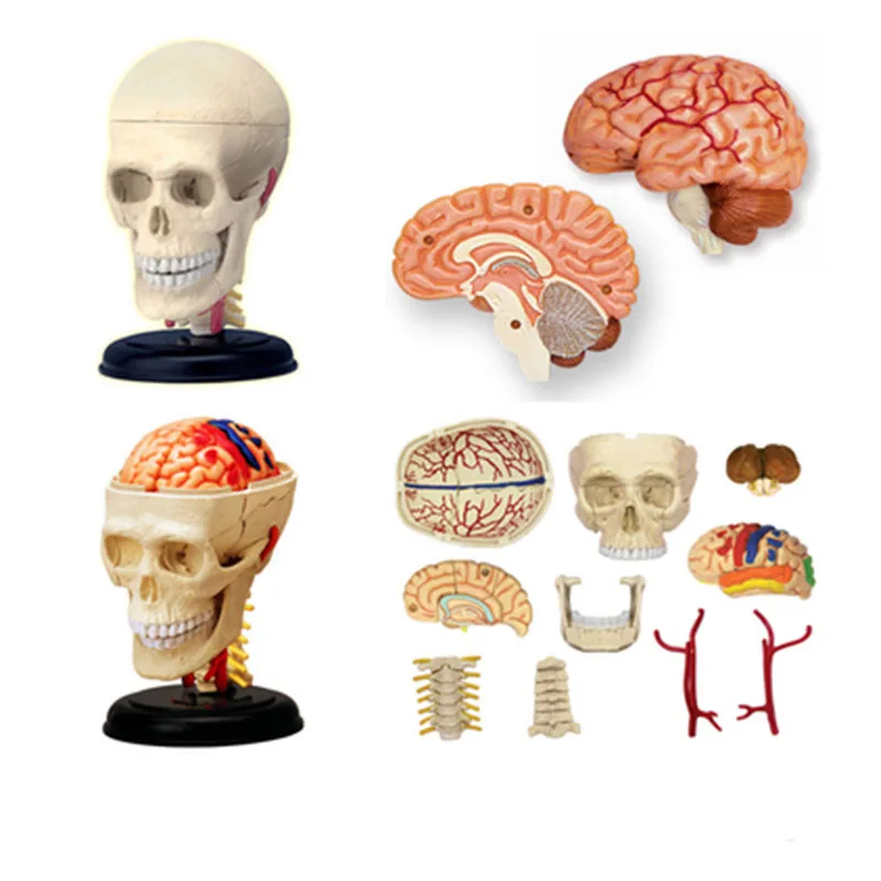 Skull 4D Master Human Hody Organ modello anatomico assemblaggio giocattolo fai da te scienza popolare forniture e attrezzature mediche