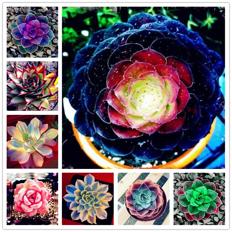 

50Pcs Rare Colorful Succulent Rose Seeds Flower Home Furniture Nature Fragrant Lotus Flower Wood Shoe Cabinet K4J-I