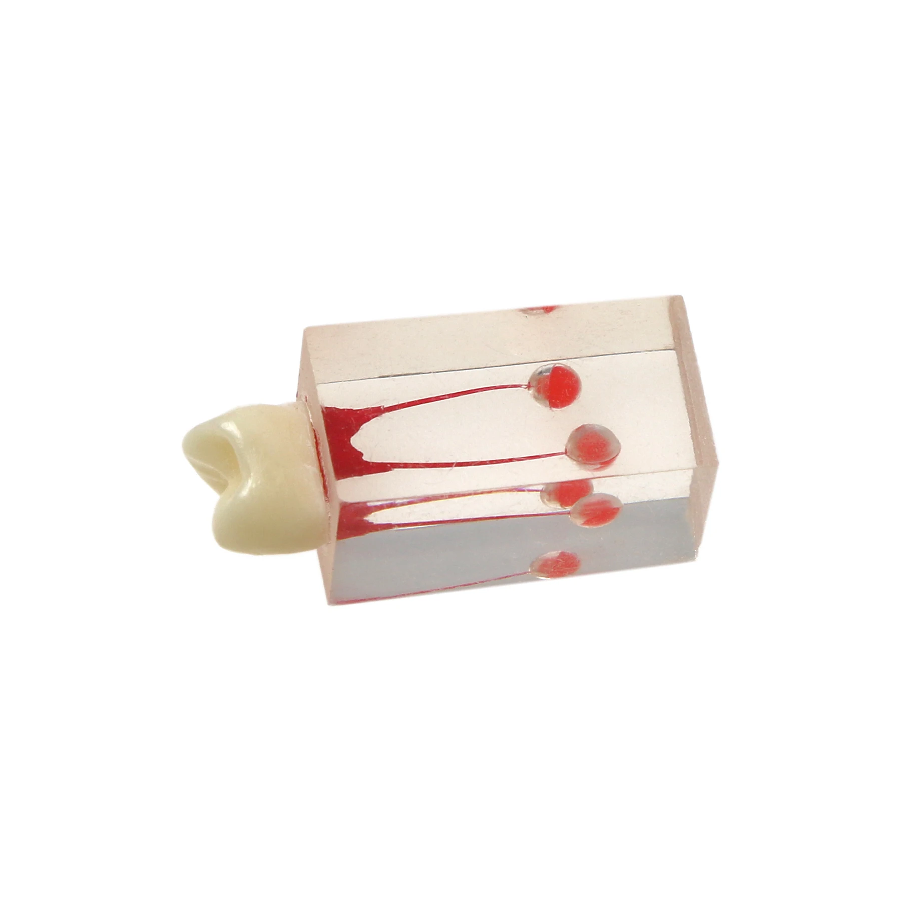 Модель корневых каналов BeingFoshan для эндодонтического обучения