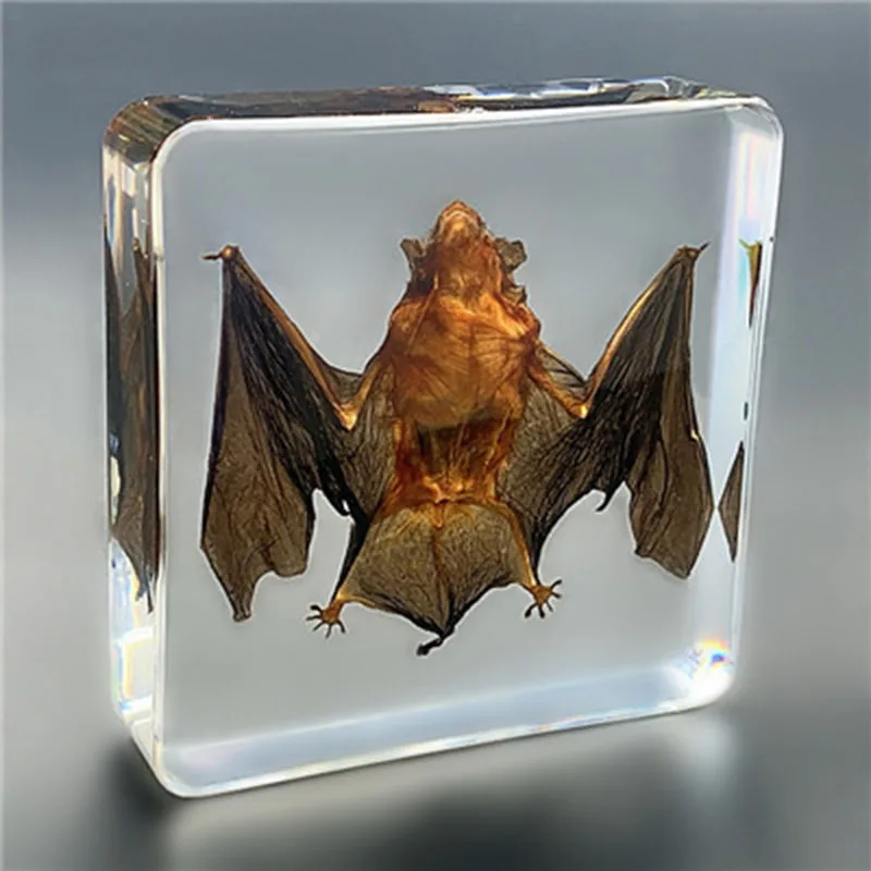 

Transparent resin turtle specimen table decoration biology teaching children's cognition adult biology course collection