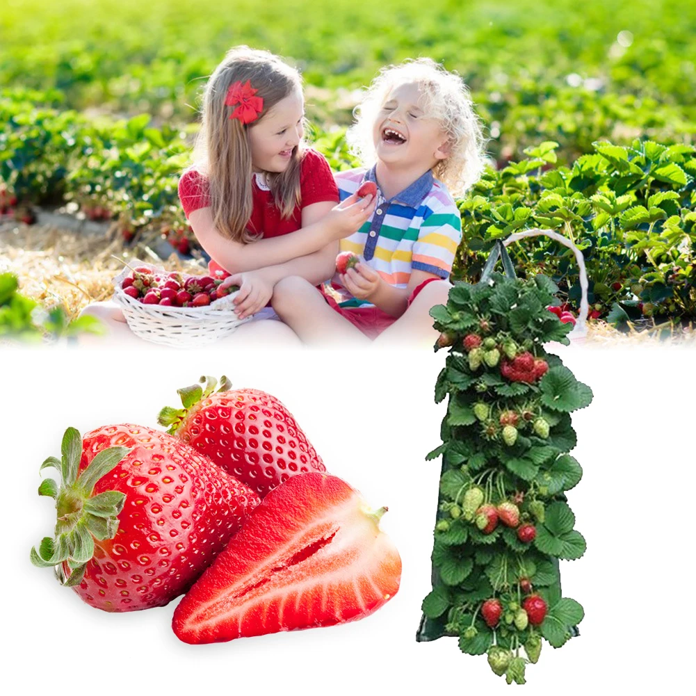 

4/6/8/10 Pockets Grow Bags Wall Hanging Vertical Strawberry Planting Bags for Herbs Vegetables Fruits Indoor Outdoor Plant Pot