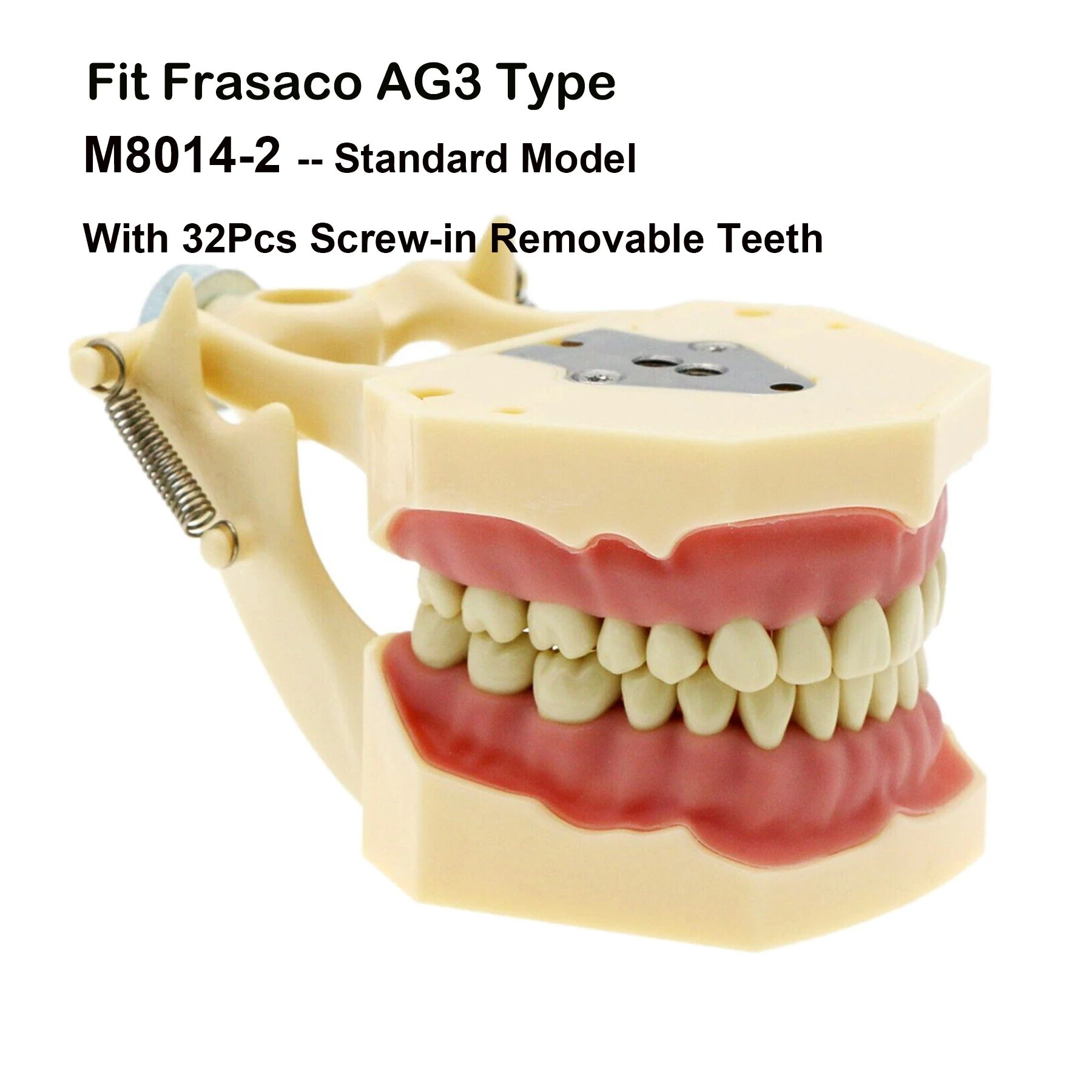 Frasaco AG3 Type Fit Dental Standard Model 32Pcs Screw-in Teeth Practice Filling Typodont Restoration Demo M8014-2 Teach Study