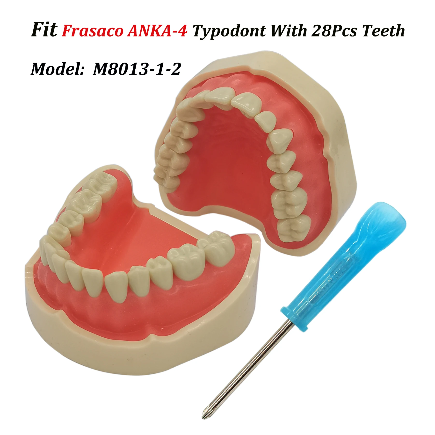 Frasaco ANKA-4 Typodont Fit Dental 28 шт. ввинчивающаяся модель зубов практика наполнение