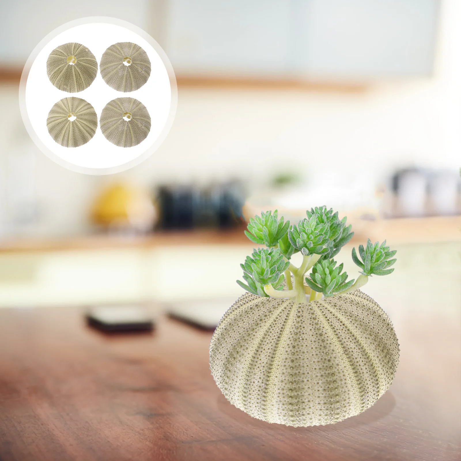 

Sea Urchin Shells Shell Airpineapple Potplanter Holder Decor Beach Vase Plantingcraft Diy Ornaments Seashells Natural Crafts