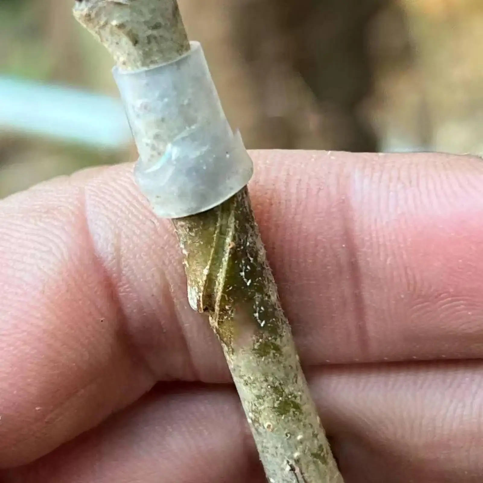 

Силиконовые прививочные рукава, 50 шт.