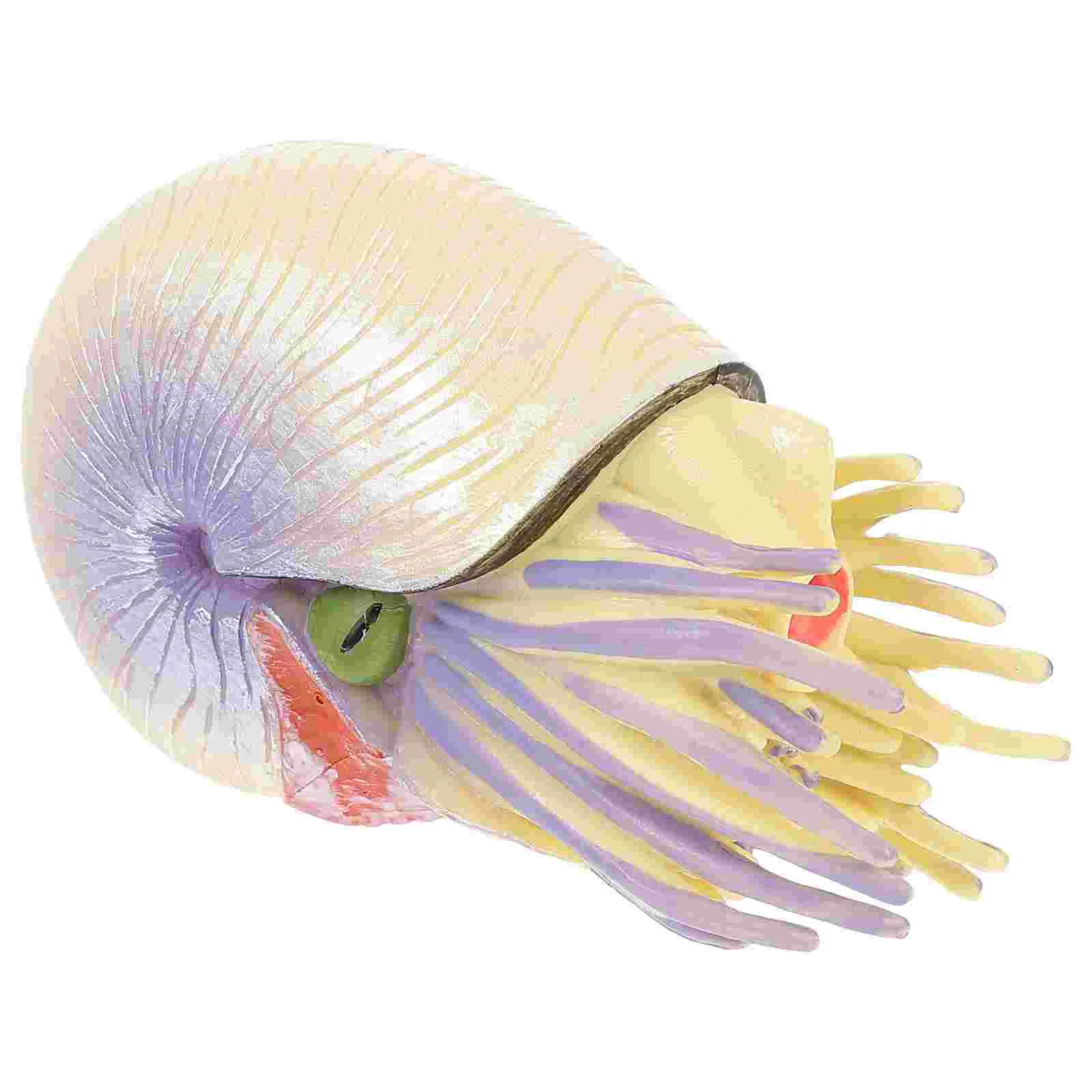 

Artificial Nautilus Model Decor Simulation Nautilus Home Desktop Adornment