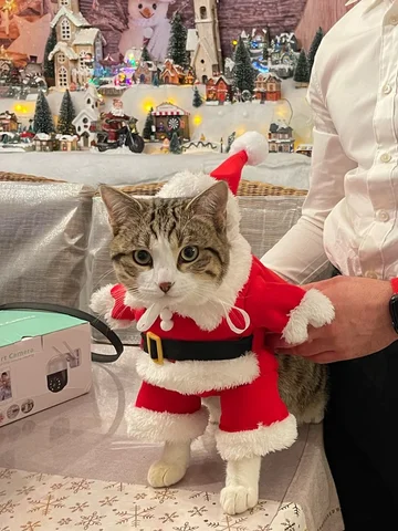 Новогодние костюмы кошка
