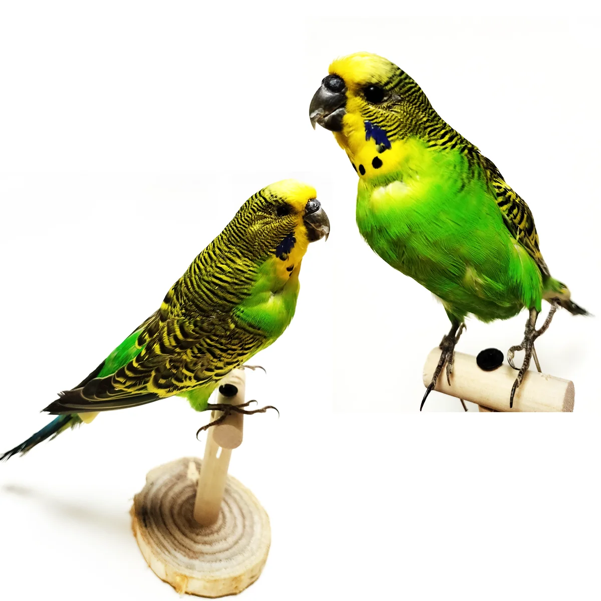 Фото Начинка образца настоящего попугая Melopsittacus Budgerigar Budgie, украшение для дома, специальные подарки №1