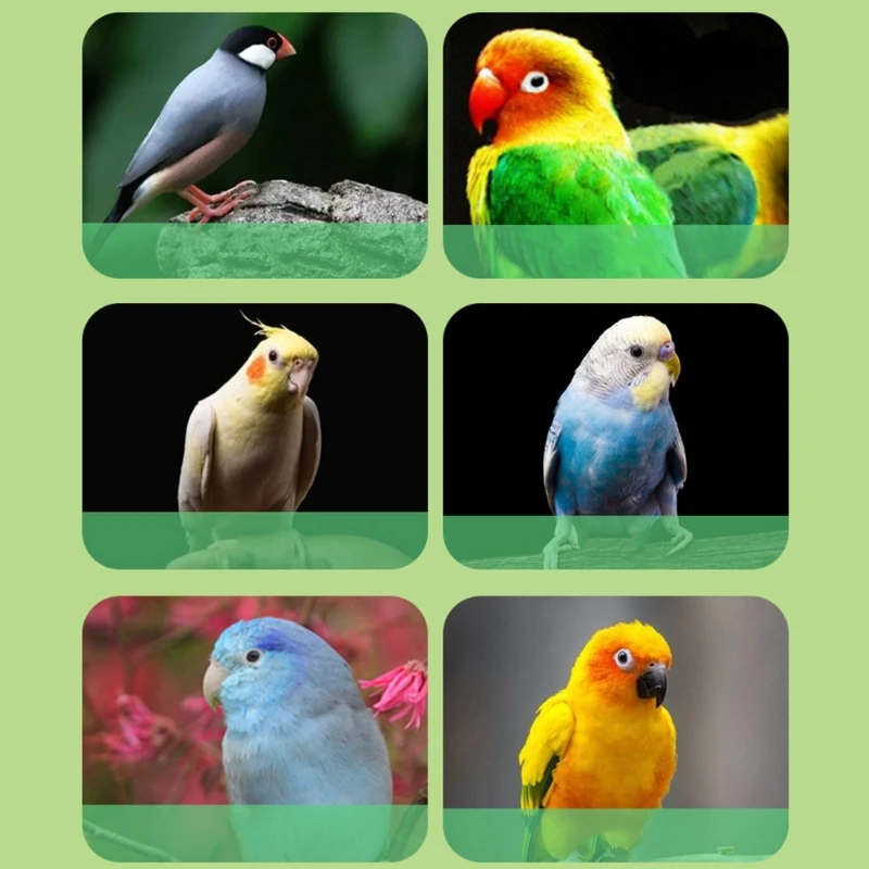 Контейнер для еды попугаев портативный диспенсер на открытом воздухе волнистых