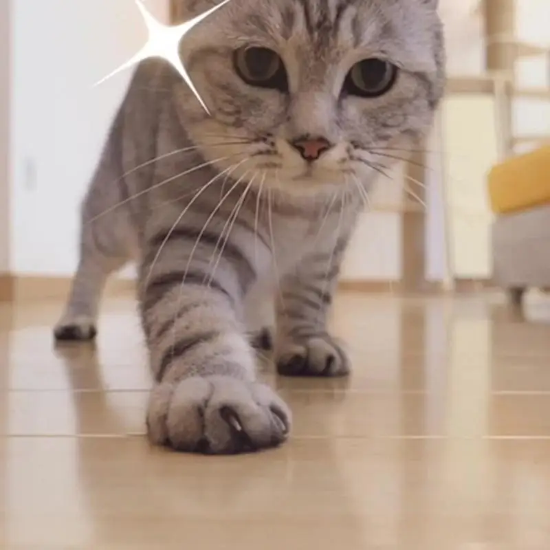 

Смешные питомцы, Лазерная Игрушка для кошек, игрушки для кошек, портативная зарядка от USB, нержавеющая сталь, телефон для кошек, товары для домашних животных