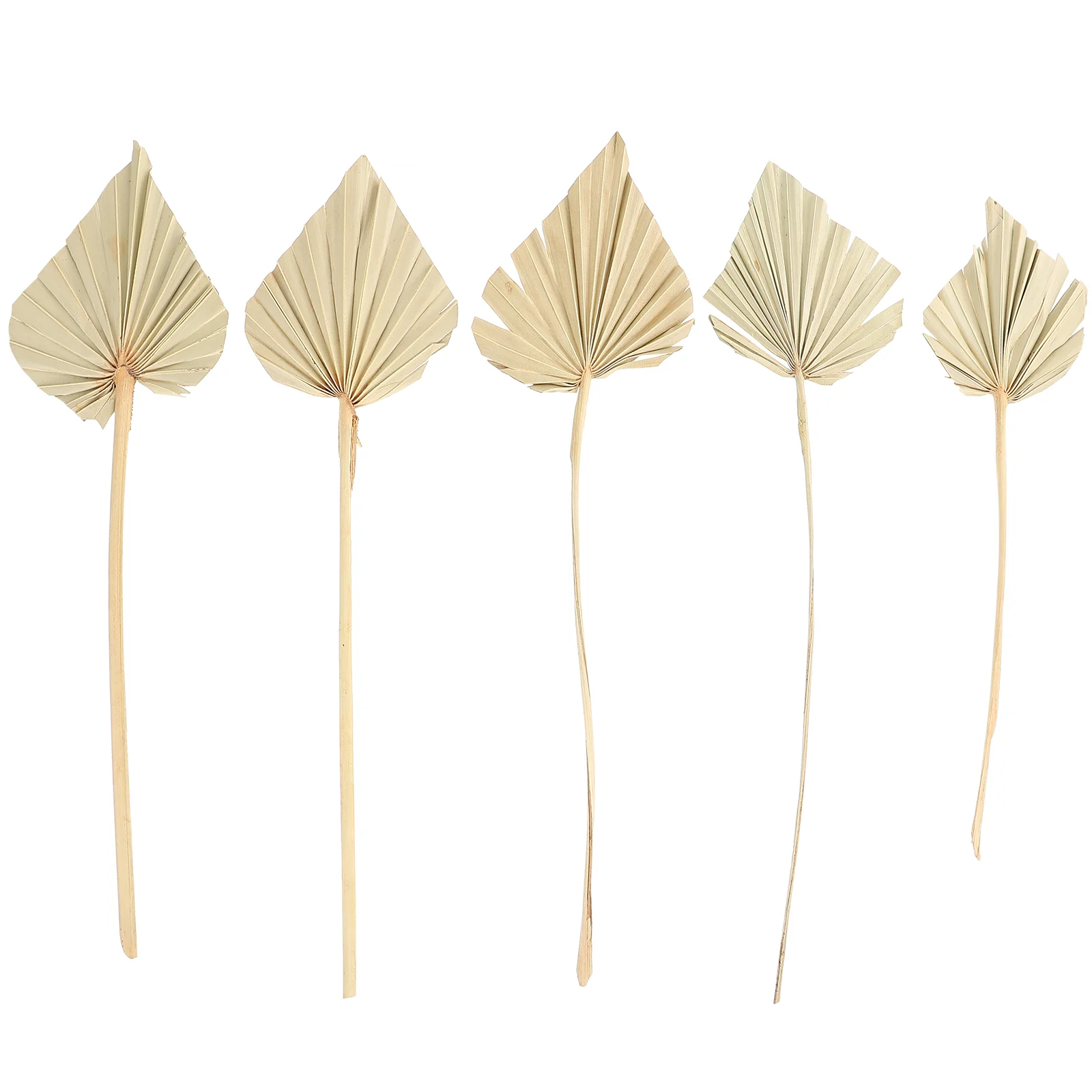 

Palm Leaves Dried Decor Leaf Tropical Natural Party Flowers Flower Fan Pampas Decorations Grass Fans Faux Decoration Stem Vase