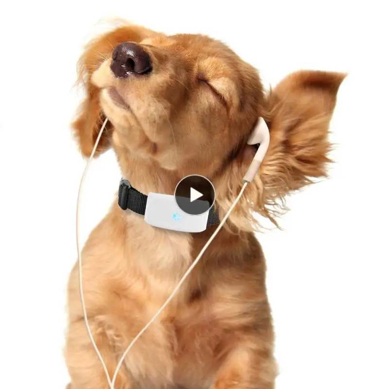 

Мини GPS-трекер для домашних животных TKSTAR TK911 для собак и кошек Автомобильный GPS + GSM + WIFI локатоин GPS-трекеры автомобильные аксессуары Прямая поставка