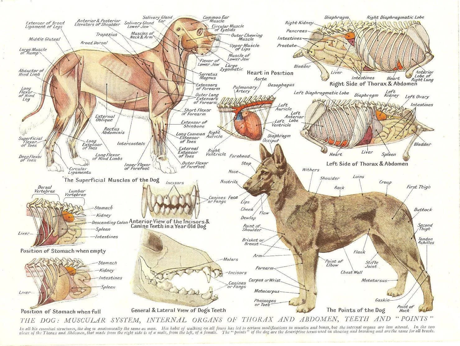 

Шелковый плакат с мускулами и органы собаки (Анатомия животных), Художественная печать фильмов, домашний Настенный декор 24x36 дюймов
