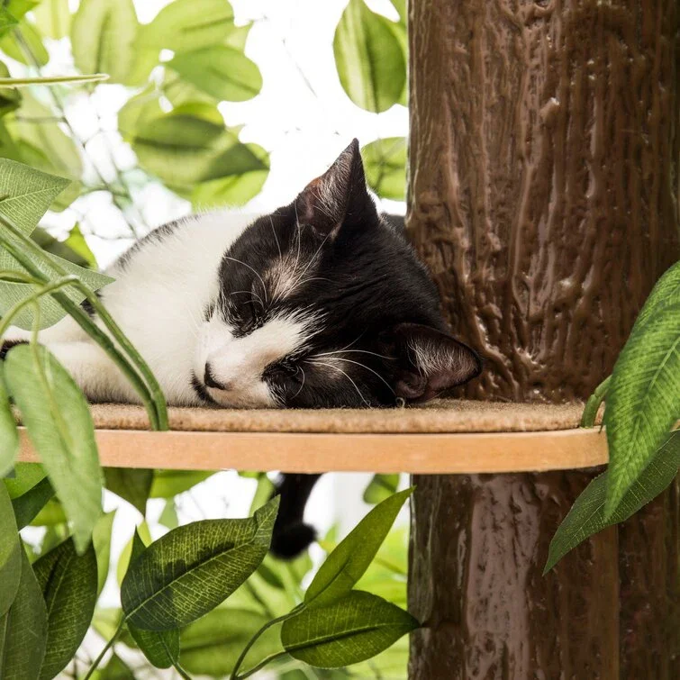 Кошачье дерево с листьями большой квадратный котенок квартира кошачья