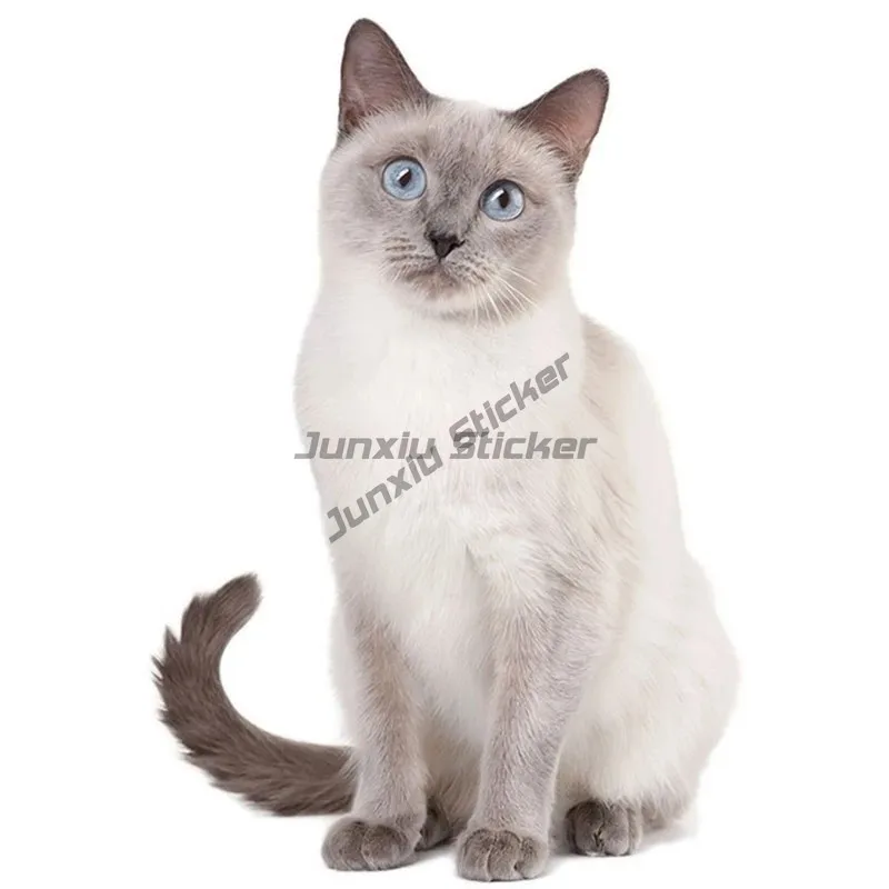 Автомобильная наклейка с милым котом персидским Birman Bombay британская