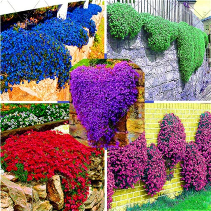 

200Pcs Climbing Barley Rock Cress Home Bathroom Cabinet Colorful Perennial Flower Wood Home Furniture Q1B-M